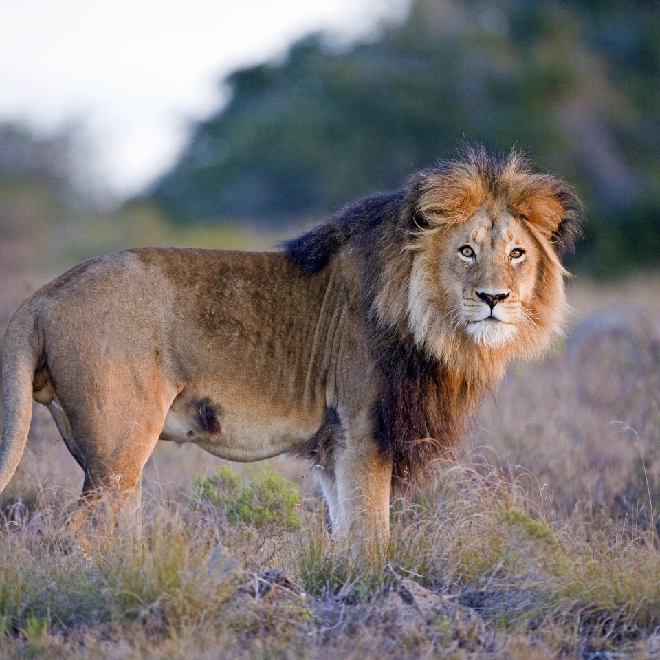 Amakhala Hlosi Game Lodge